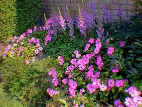 Astilbes