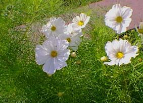 Cosmos bipinnatus