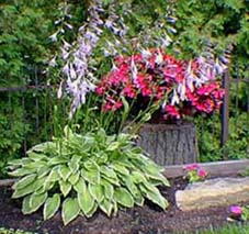 Hosta  feuilles jauntres