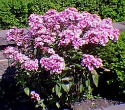 Phlox paniculata