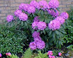 rhododendron en fleurs