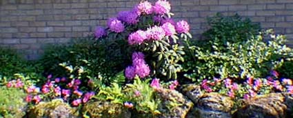 rhododendron