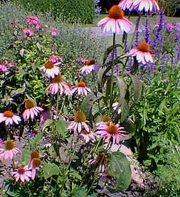 Rudbeckies pourpres