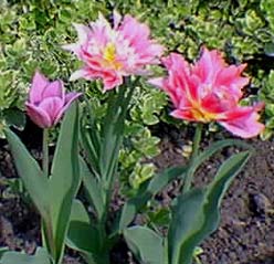 tulipes doubles