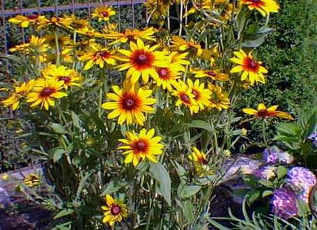 rudbeckia Goldstrum