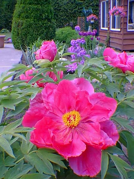 Pivoines arbustives