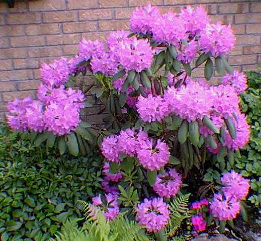 Rhododendron English Roseum