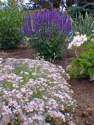 sauge et phlox subulata