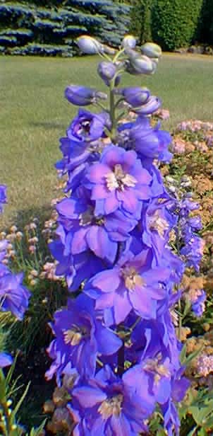 delphinium Pacific Giant