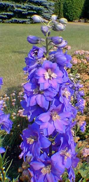 delphinium Pacific Giant