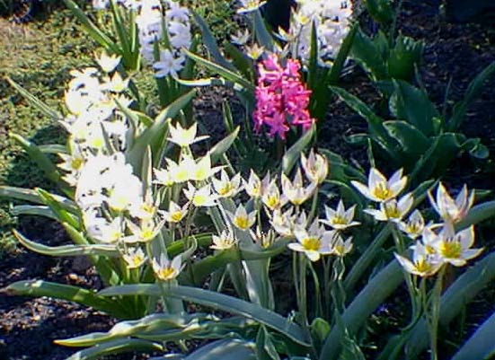 Tulipes Turkestanica