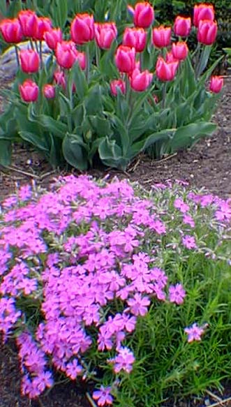 Tulipes Xmas Marvel et phlox vivace