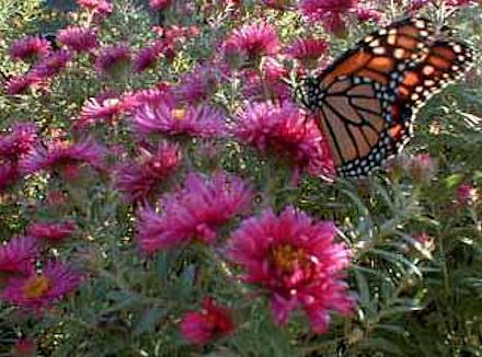 Monarque sur aster